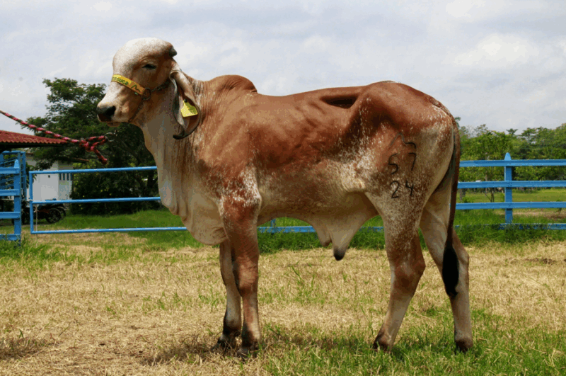 57/24 BR.- MELMAN DE BRASUCA