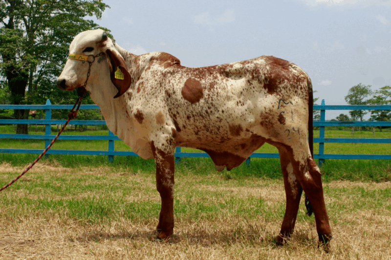 61/24 BR.- MENENDO DE BRASUCA