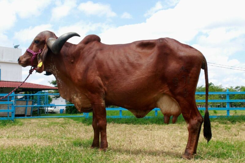 871/8 BR. - FAMOSA DE BRASUCA