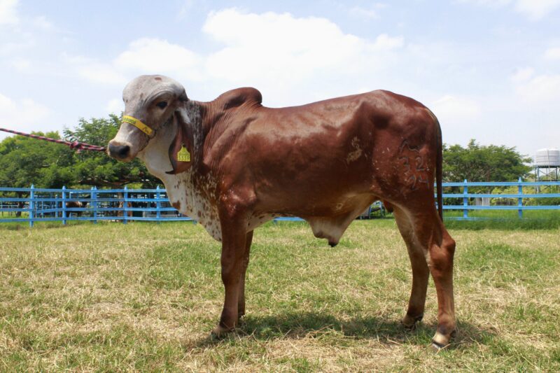 32/24 BR.- MARIANO DE BRASUCA