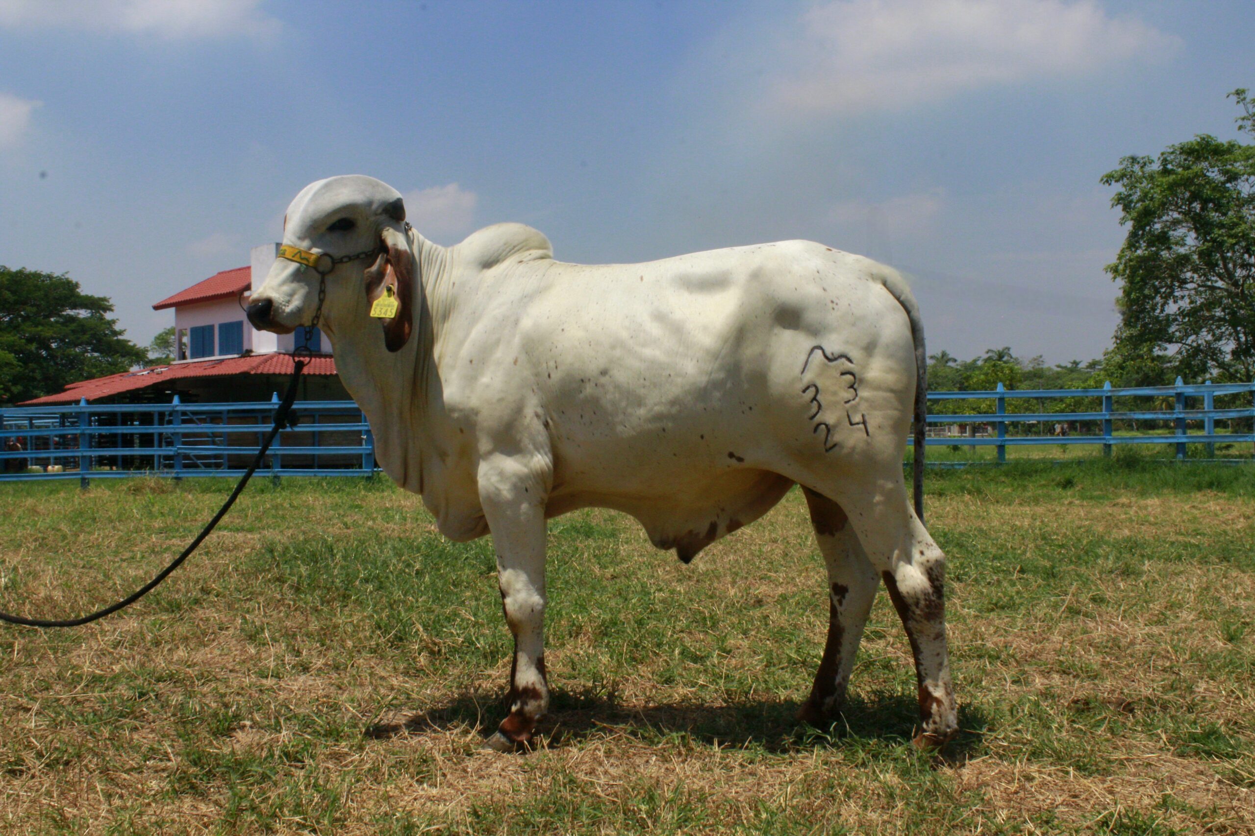 33/24 BR.- MARINO DE BRASUCA