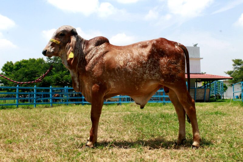 35/24 BR.- MARK DE BRASUCA FIV