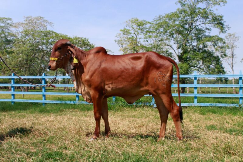 1606/4BR.- MATILDE DE BRASUCA IA