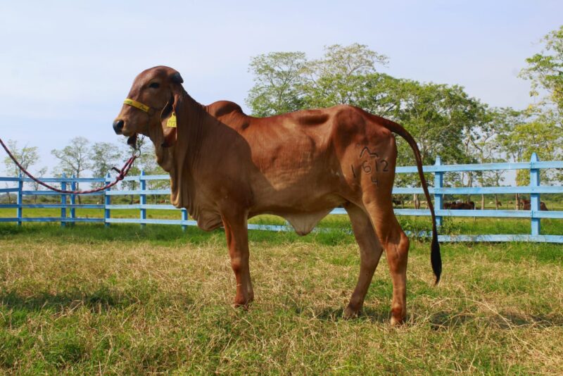 1612/4 BR.- MAYLA DE BRASUCA IA