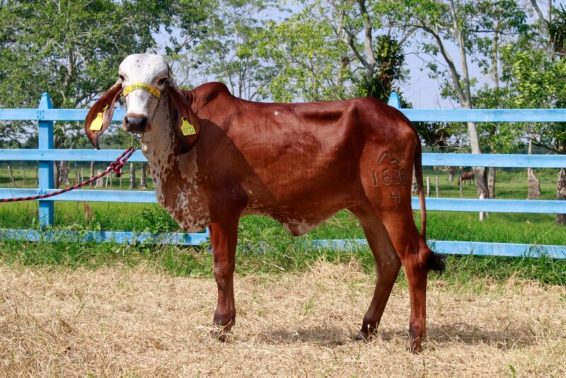 1636/4 BR. - MICAELA DE BRASUCA