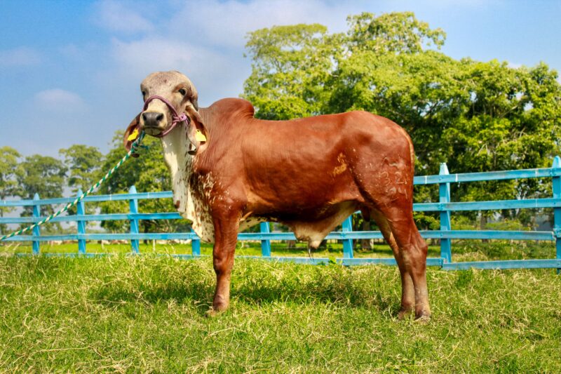 32/24 BR. -  MARIANO DE BRASUCA