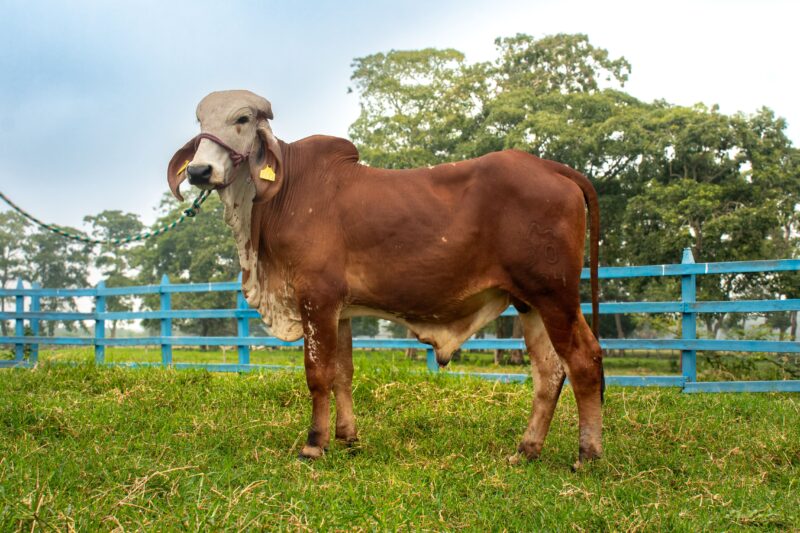 30/24 BR. -  MARCOS DE BRASUCA