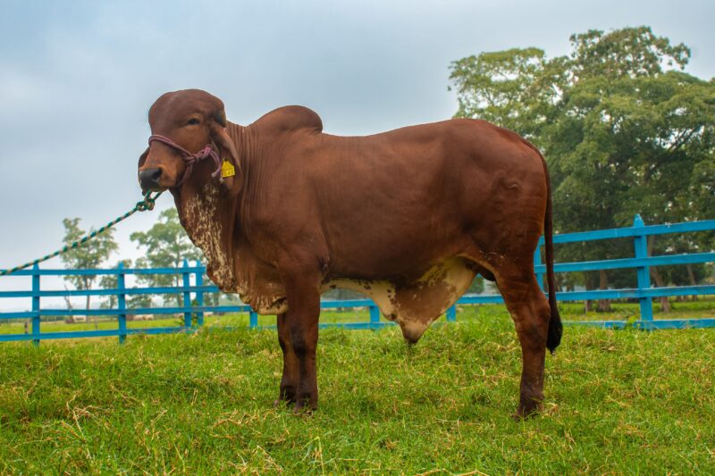 34/24 BR.- MARIO DE BRASUCA