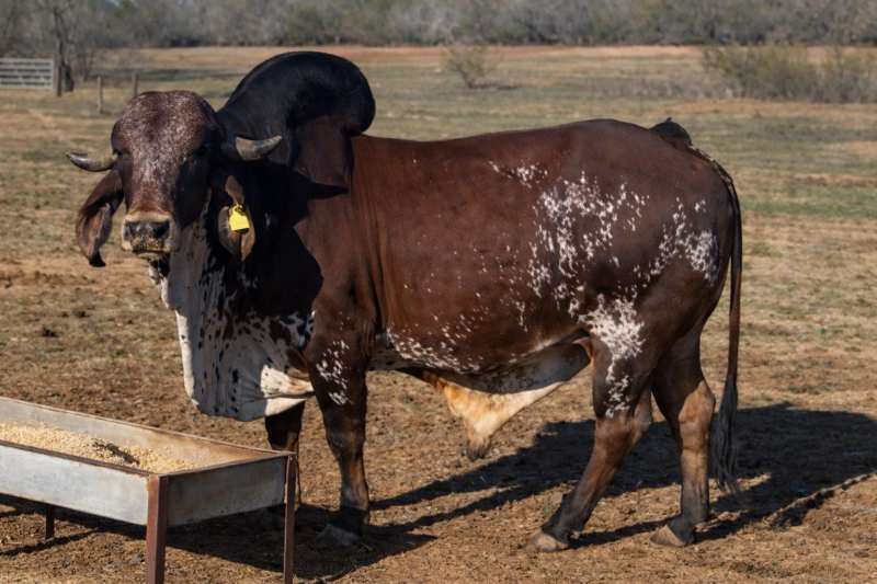 24/20 BR. -  HAMILTON DE BRASUCA FIV - SEMEN EUA