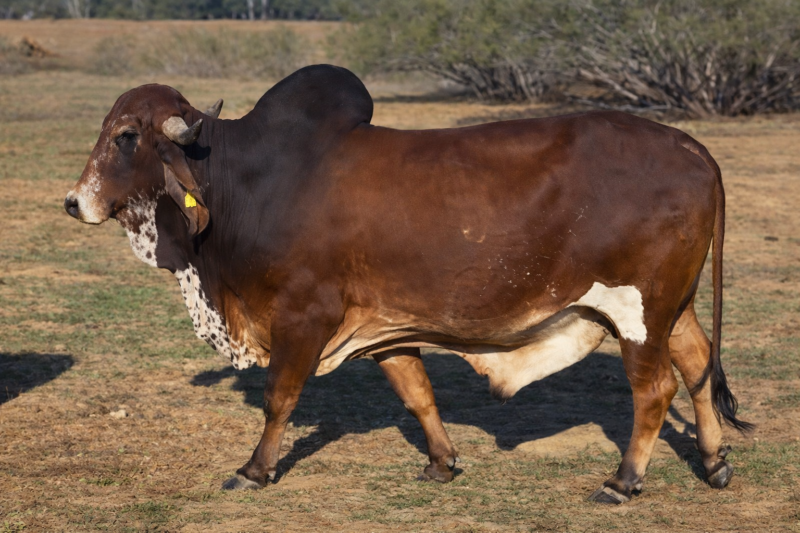 22/0 BR. -  HELSINKI DE BRASUCA FIV - SEMEN EUA