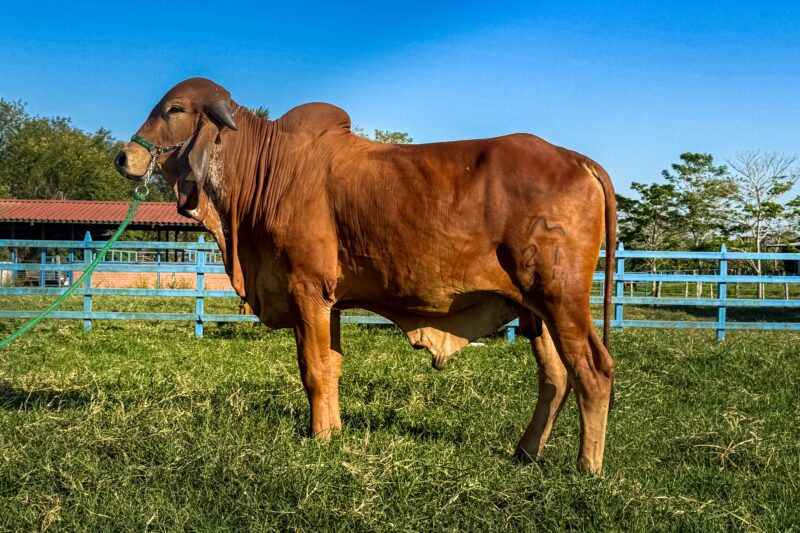 21/24 BR. -  MANJU DE BRASUCA